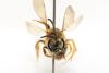 Halictus scabiosae